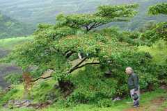 Hymenodictyon obovatum